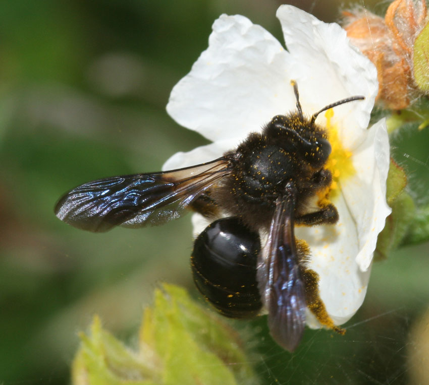 Andrena morio